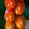 Tomaten nah
