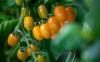 Tomaten gelb