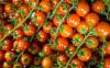 Tomaten